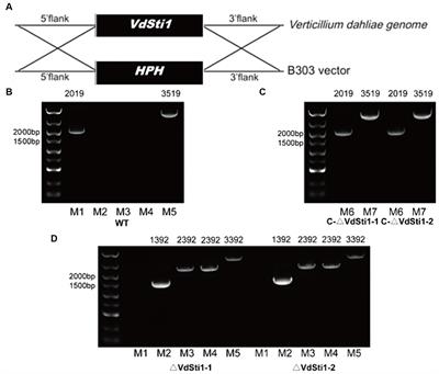 The role of VdSti1 in Verticillium dahliae: insights into pathogenicity and stress responses